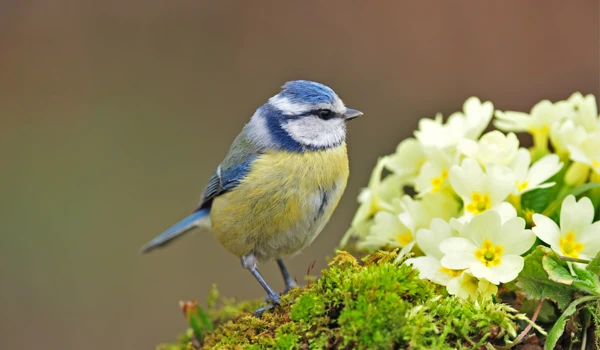 Garden Wildlife Week 2025: Guarding a place for nature