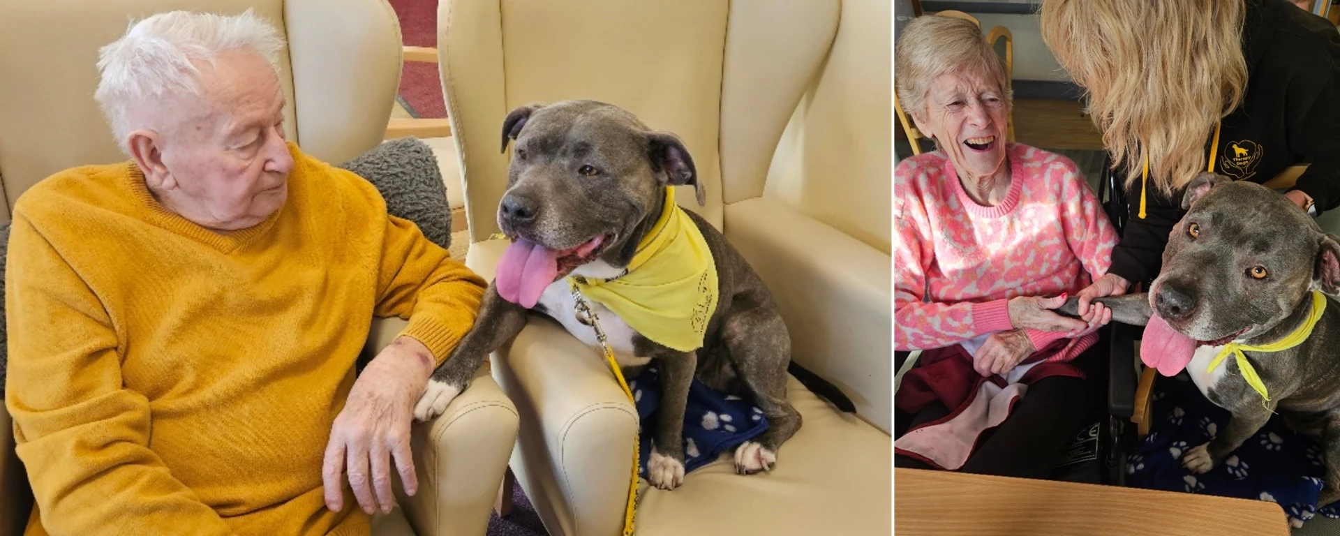 Therapy Dog Misty With The Residents Of Abbeyfield House