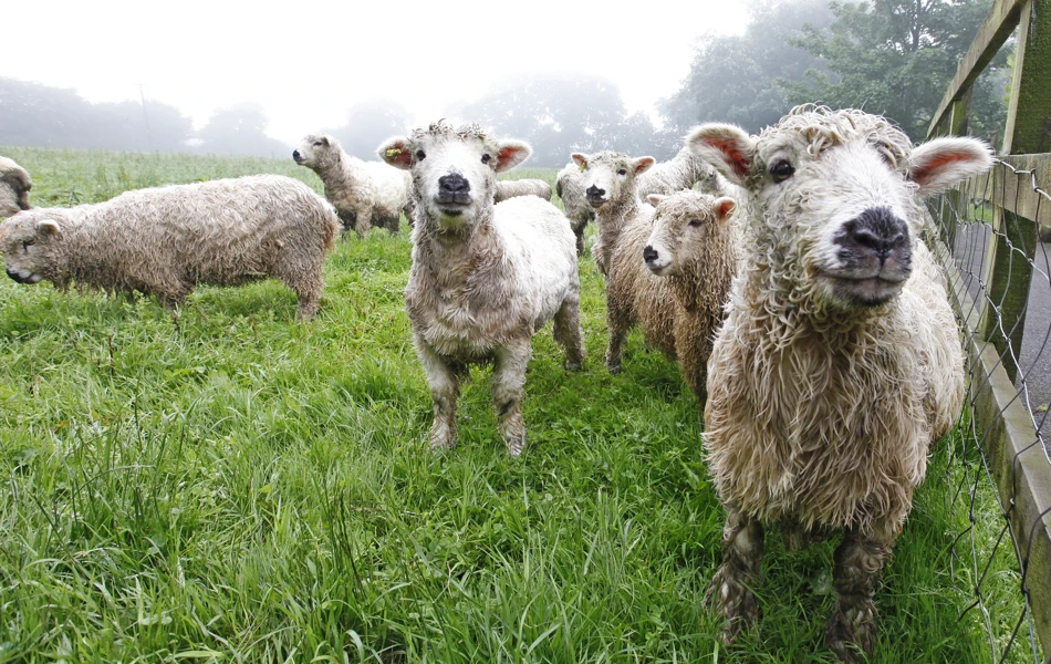 Lambs in a green field close to Hill House