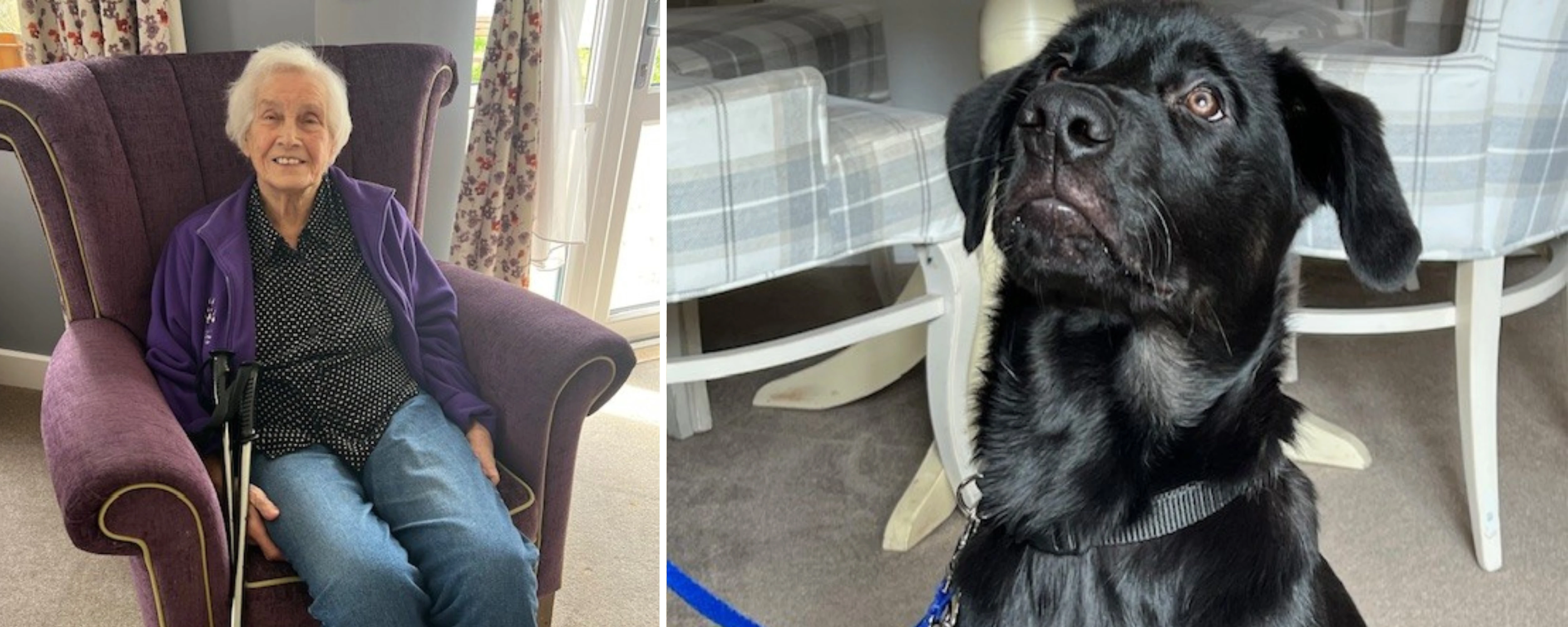 Resident of Winnersh, Rhona and Gibson, Guide Dog in training