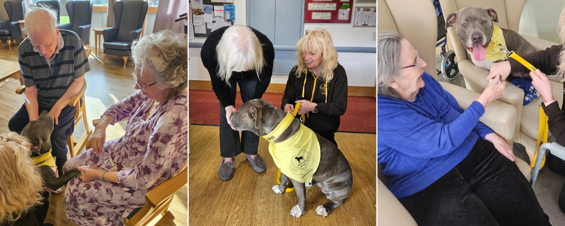 Therapy Dog Misty With The Residents Of New Malden